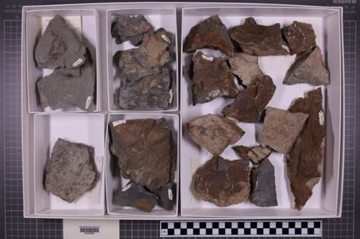 mixed taxa, stratigraphic collection