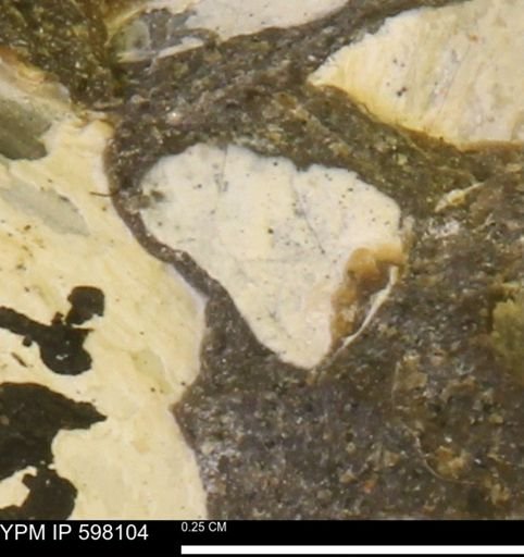 Limopsis striatopunctatus