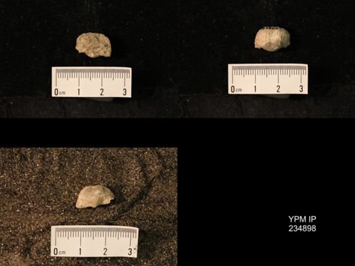 Marginifera fragilis