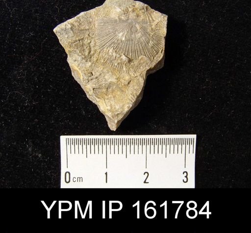 Schuchertella subplana