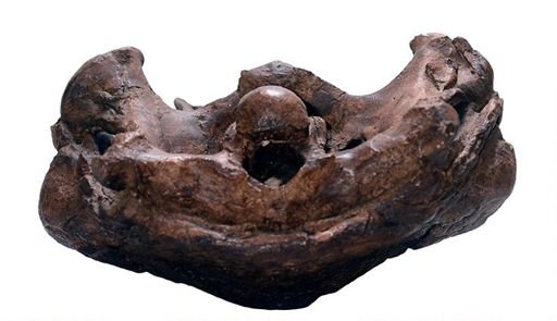Panoplosaurus rugosidens