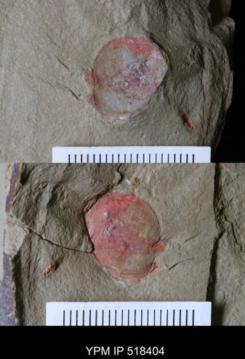 Chelicerata