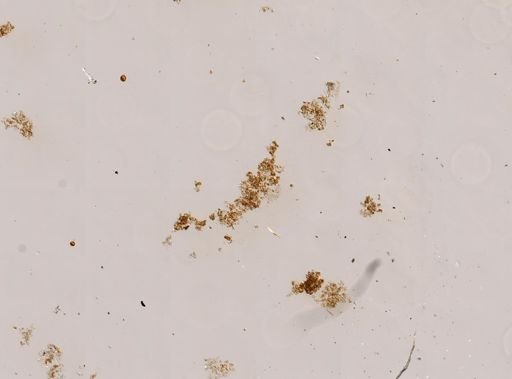Sclerodactyla briareus