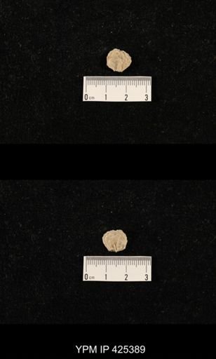 Echinosteges tuberculatus
