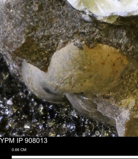 undet. Mollusca