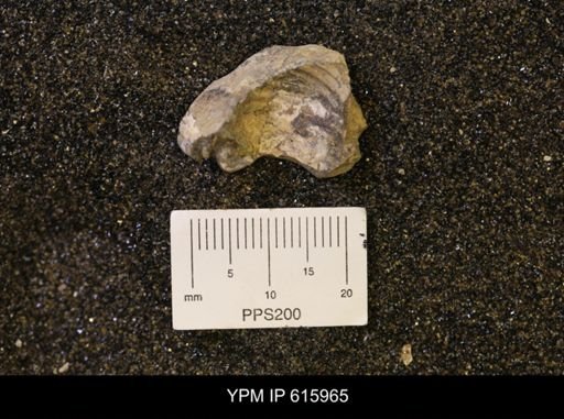 undet. Scaphitidae