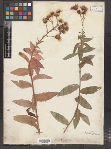 Hieracium canadense