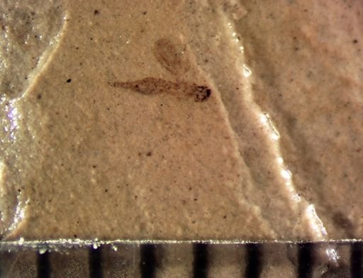 undet. Chalcidoidea