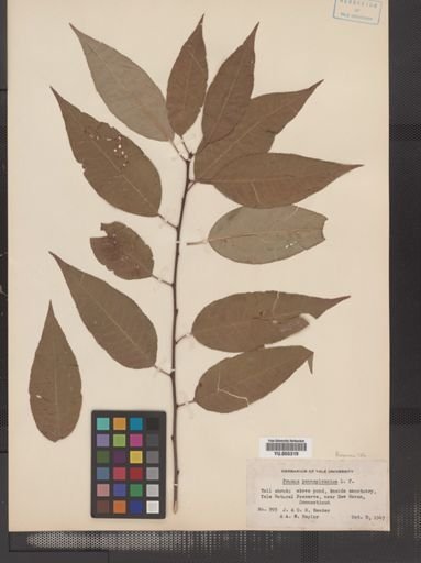 Prunus pensylvanica
