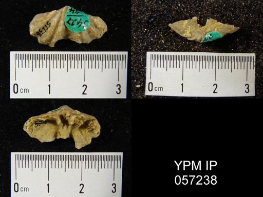 Delthyris perlamellosa