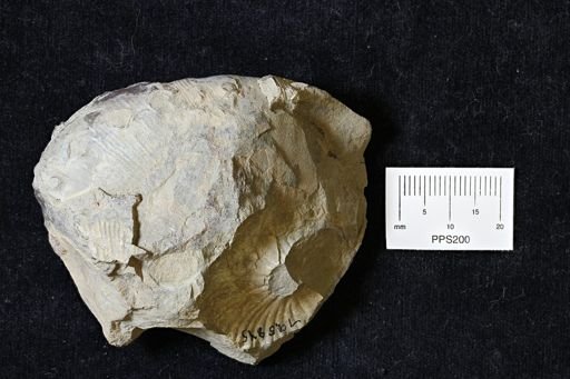 Scaphites sp.