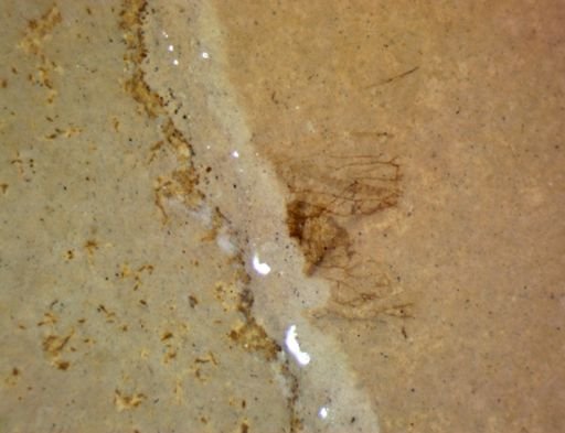 undet. Pterygota