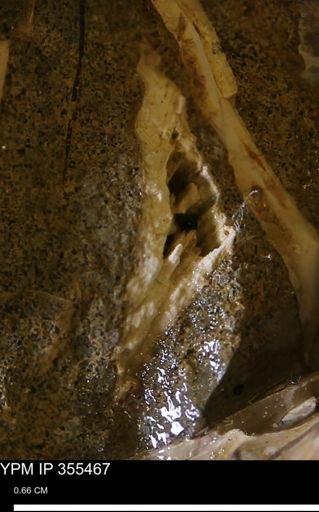 Mollusca
