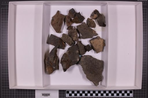mixed taxa, stratigraphic collection