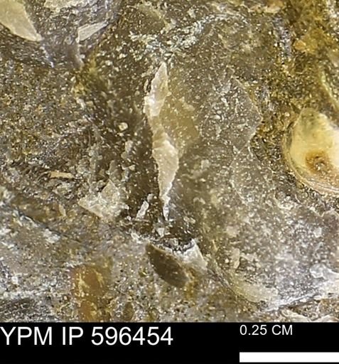 undet. Mollusca