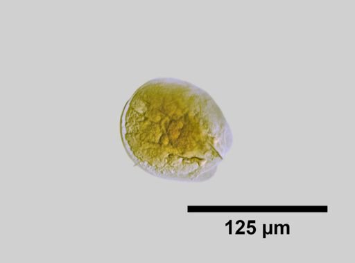 Testudinella insinuata