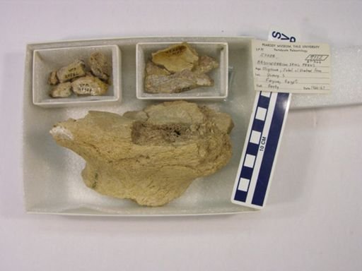 Arsinoitherium sp.