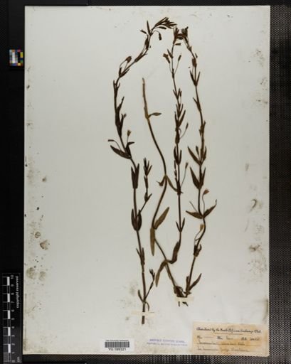 Plantae