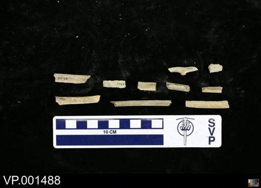 Hesperornis sp.
