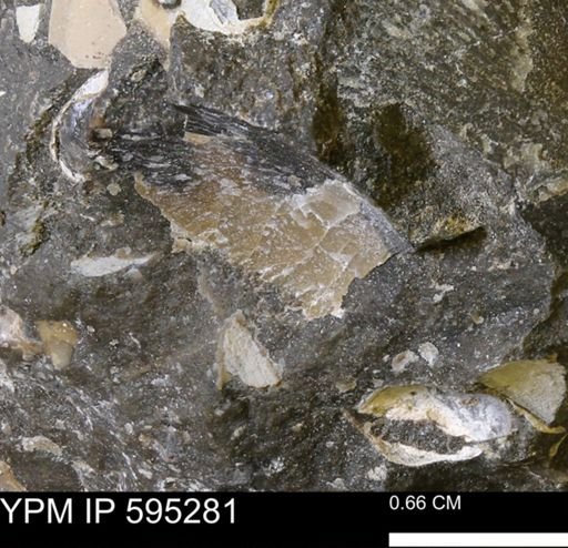 undet. Bivalvia