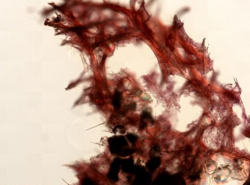 Clathria (Axosuberites)