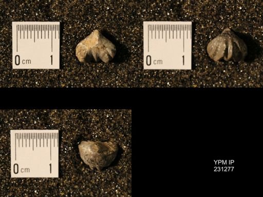 Wellerella osagensis