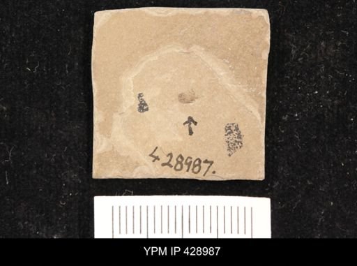 undet. Mordellidae