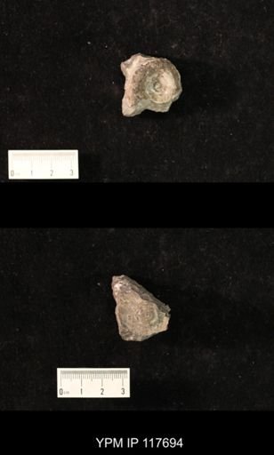 Hoxetopleura sp.