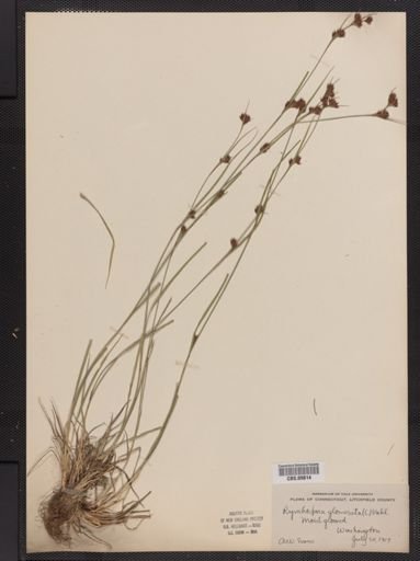 Rhynchospora glomerata
