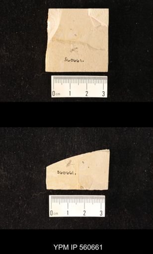 undet. Hexapoda