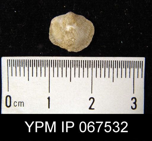 Dalmanella subcarinata