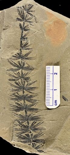 Asterophyllites sp.