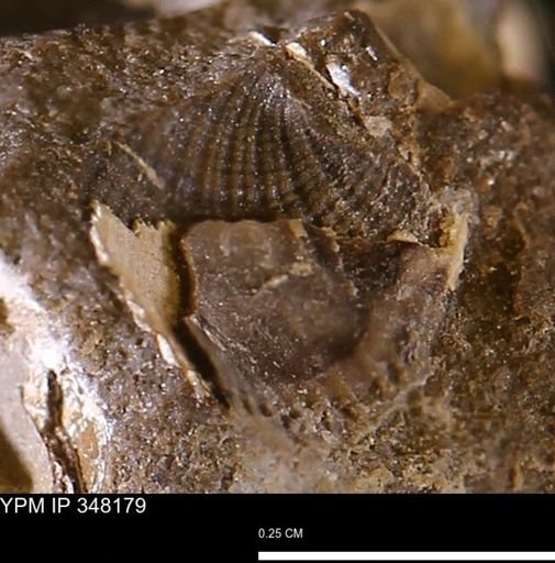 undet. Bivalvia