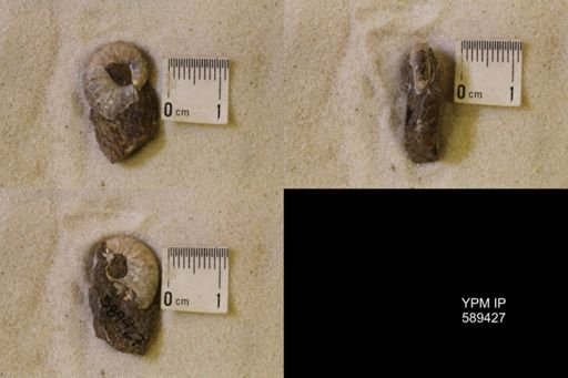 undet. Scaphitidae