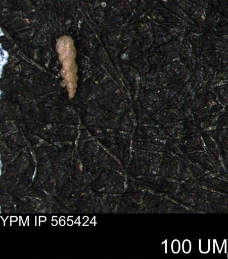 Verneuilina canadensis