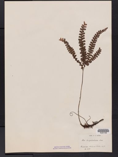 Adiantum hispidulum