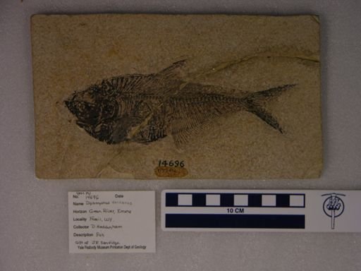 Diplomystus analis