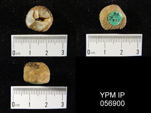 Uncinulus lindenensis