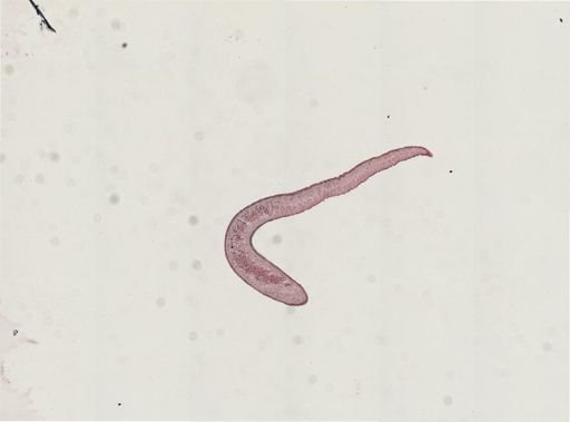 Foviella