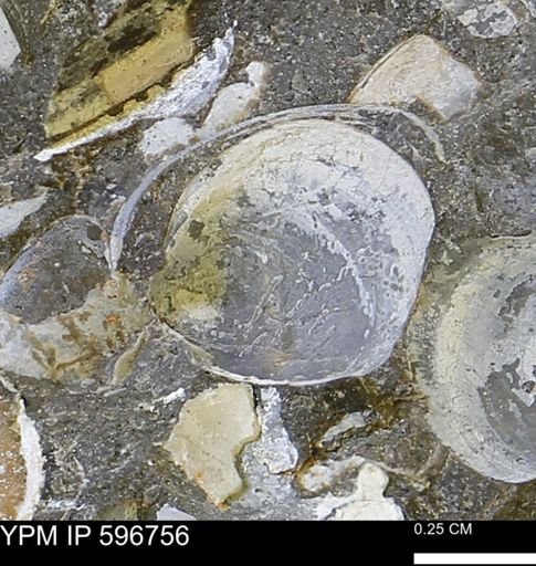 Limopsis striatopunctatus