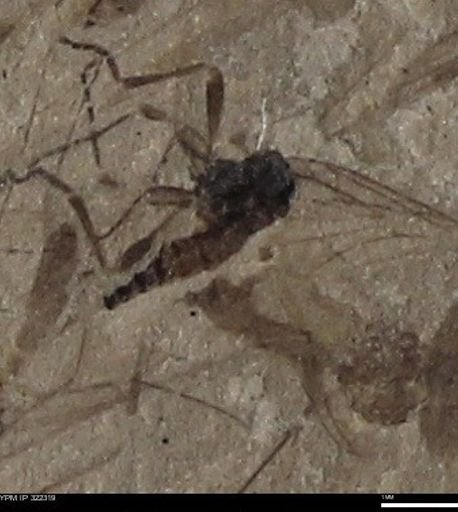 undet. Diptera