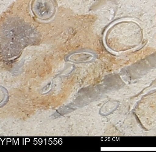 Serpulidae