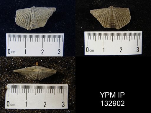 Mucrospirifer pennatus
