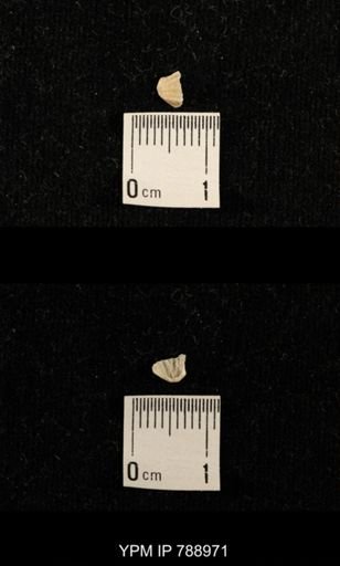 undet. Brachiopoda