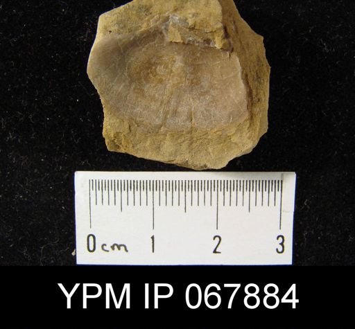 Orthostrophia stropheodonta