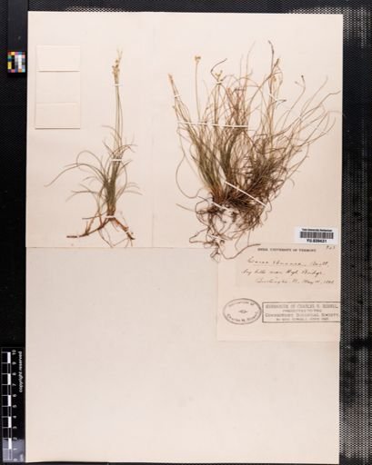 Carex eburnea