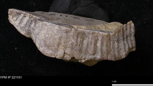 Stropheodonta navalis