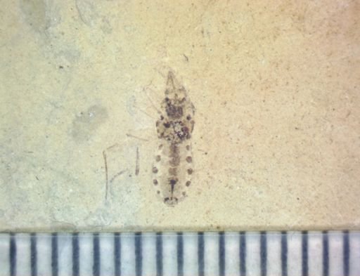 Hemiptera?