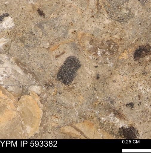 taxon undetermined