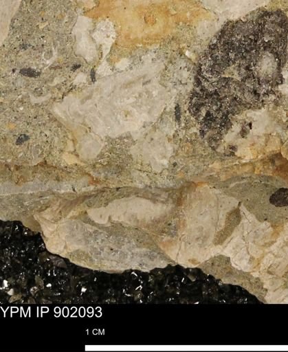 undet. Inoceramidae